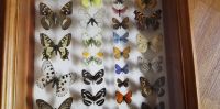 Лот: 15512745. Фото: 3. Коллекция бабочек в рамке 310х400... Красноярск
