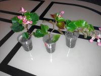 Лот: 8053720. Фото: 3. Бегония вечноцветущая. Отличное... Растения и животные