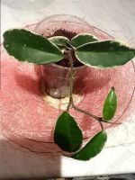 Лот: 2830892. Фото: 2. Хойя карноза Krimson Queen. Комнатные растения и уход