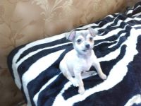 Лот: 5644839. Фото: 3. щенок той-терьера. Растения и животные