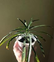 Лот: 17917852. Фото: 7. Кодиеум (кротон) Пиктум Спот