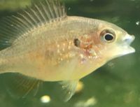 Лот: 18235729. Фото: 3. Окунь солнечный длинноухий (Lepomis... Растения и животные