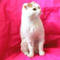 Лот: 7047699. Фото: 2. Кот Мурзик. Животные и уход