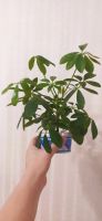 Лот: 14281314. Фото: 2. Schefflera Nora. Молодые растения... Комнатные растения и уход