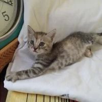 Лот: 7831590. Фото: 2. Котята только в хорошие руки. Животные и уход