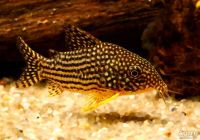 Лот: 15986243. Фото: 5. Сомик Штерба Коридорас (Corydoras...