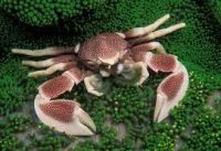 Лот: 7885280. Фото: 2. анемоновый краб. Аквариумистика