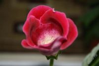 Лот: 2869705. Фото: 2. Глоксиния 15 (цветет). Комнатные растения и уход