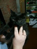 Лот: 12538293. Фото: 2. Котенок, мать британка. Животные и уход