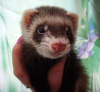 Лот: 3072641. Фото: 2. Хорек девочка 3 месяца с документами... Животные и уход