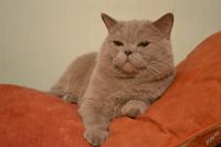 Лот: 3567285. Фото: 4. Шотландский вислоухий котик. Красноярск