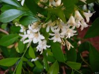 Лот: 11221452. Фото: 2. Мурайя подрощеное цветущее растение. Комнатные растения и уход