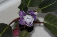 Лот: 2987292. Фото: 2. Глоксиния 6 (цветущая). Комнатные растения и уход