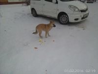 Лот: 6856973. Фото: 3. Маленькая собачка в хорошие руки. Растения и животные