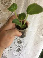 Лот: 9343708. Фото: 4. Фиалка Пастушка (Морев) деточка. Красноярск