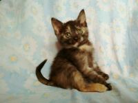 Лот: 10032066. Фото: 2. Котята. Животные и уход