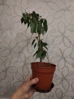 Лот: 25780985. Фото: 3. Фикус Бенджамин. Растения и животные
