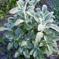 Лот: 19858864. Фото: 3. вейник Овердам,мискантус,стахис... Для дачи, дома, огорода, бани, парка