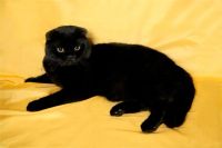 Лот: 7100624. Фото: 3. котята ищут родителей. Растения и животные