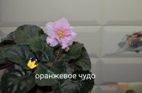 Лот: 19239789. Фото: 4. Фиалка цветущая 1. Красноярск