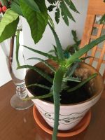 Лот: 23565684. Фото: 3. Алоэ, лекарственный столетник... Растения и животные