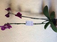 Лот: 12366423. Фото: 3. Орхидея Фалинопсис Diamond King. Растения и животные