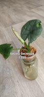 Лот: 24396646. Фото: 3. Алоказии разные. Растения и животные