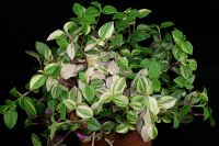 Лот: 10074272. Фото: 2. Традесканция приречная или миртолистная... Комнатные растения и уход