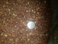 Лот: 2960281. Фото: 3. Кедровый орех + ядра кедрового... Красноярск