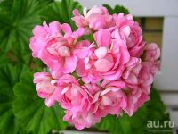 Лот: 13565951. Фото: 2. Пеларгония розебудная Анита (Anita... Комнатные растения и уход