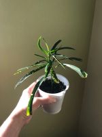 Лот: 17917852. Фото: 6. Кодиеум (кротон) Пиктум Спот