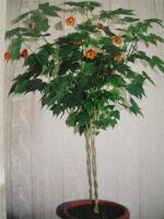 Лот: 3407849. Фото: 5. Абутилон Селло (клен)