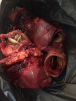 Лот: 11135197. Фото: 2. Калтык говяжий мясо для собак... Животные и уход