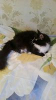 Лот: 8496308. Фото: 4. Кошечка Котяша в хорошие руки. Красноярск