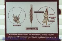 Лот: 5832739. Фото: 7. диафильм цветок и плод биология...