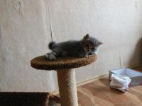 Лот: 3106773. Фото: 6. Изумительный котёнок
