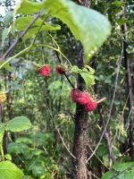 Лот: 25296286. Фото: 18. 3-комн. дача , село Арейское село...