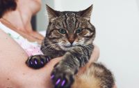 Лот: 11354813. Фото: 2. антицарапки для кота кошки \ накладки... Животные и уход