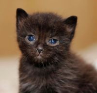 Лот: 6563346. Фото: 4. отдам котенка. Красноярск