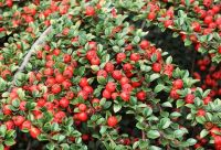 Лот: 9277036. Фото: 5. Кизильник черноплодный,саженцы...