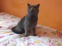 Лот: 8075017. Фото: 2. Британский кот (1,5 года, без... Животные и уход