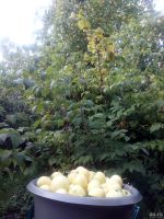 Лот: 14530798. Фото: 2. Ранетка, 10 литров. Продукты