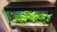 Лот: 8369947. Фото: 3. Аквариум 100 литров с подставкой... Растения и животные