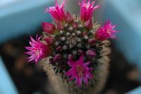 Лот: 3117479. Фото: 2. Кактусы - Коллекция - Mammillaria... Комнатные растения и уход