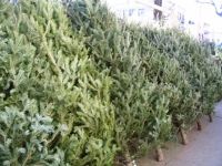 Лот: 6635451. Фото: 2. ЁЛКА!!! Живая новогодняя елка... Новый год!