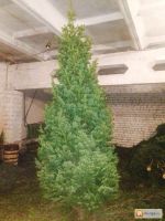 Лот: 10486922. Фото: 3. Ель елка пихта сосна в розницу... Сувениры, подарки