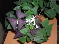 Лот: 1807681. Фото: 2. аксалис (кислица),(день ночь). Комнатные растения и уход