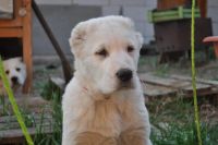 Лот: 7299008. Фото: 2. Щенки Среднеазиатской овчарки... Животные и уход