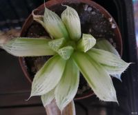 Лот: 9630145. Фото: 2. Хавортия cooperi "pilifera" variegated... Комнатные растения и уход