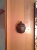 Лот: 5556396. Фото: 2. ОТДАМ Красноухую черепаху!. Животные и уход